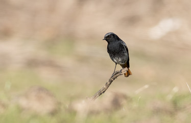 Black Redstart