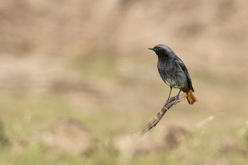 Black Redstart