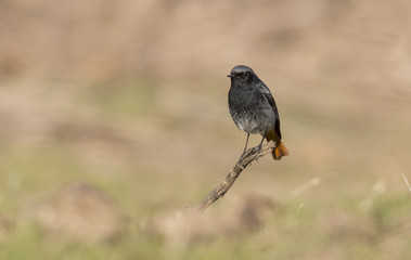 Black Redstart