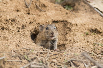 Obraz premium Vole in hole