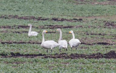 Whooper Swan