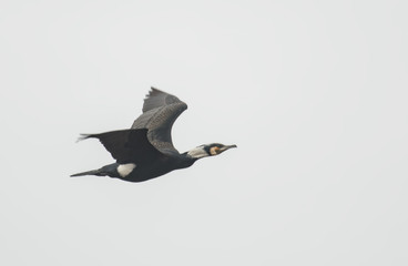 Cormorant