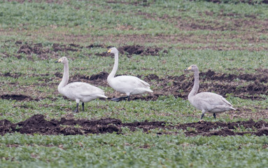 Whooper Swan
