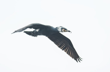 Cormorant