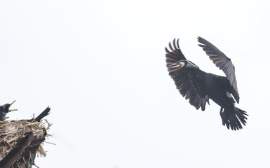 Cormorant