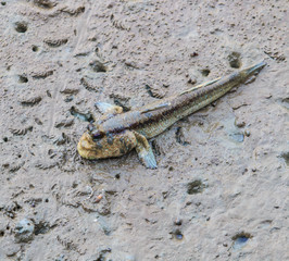 Mudskipper lives in the mangrove forest