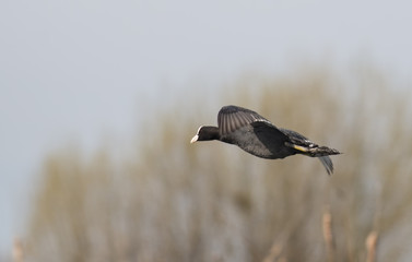 Coot