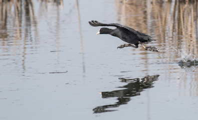 Coot