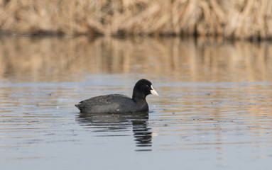 Coot