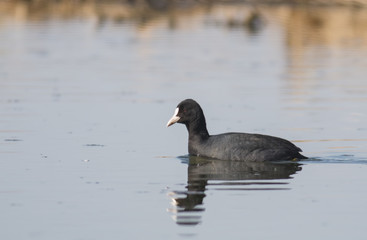 Coot