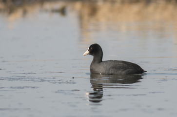 Coot