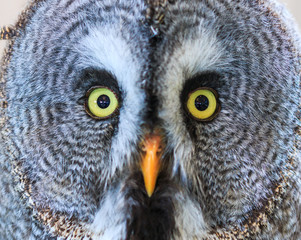 Great Grey Owl or Strix nebulosa which living in North America