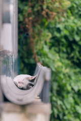 Cute white cat sleep