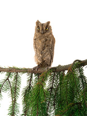 European scops owl