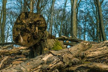 Fototapeta premium Fallen rotting tree trunk felled in a storm