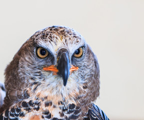 Eagle Crowned or Stepphanoaetus Coronatus
