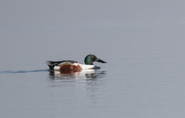 Northern shoveler