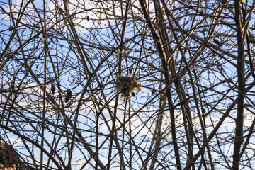 Empty nest in tree branches