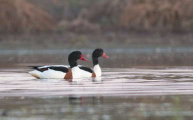 Common Shelduck 
