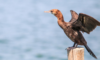 Javanese cormorant or Icrocarbo niger