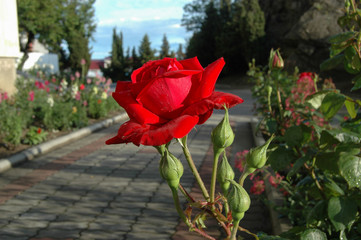 Fototapeta na wymiar Красная роза