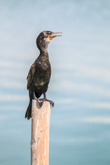 Little cormorant or Javanese cormorant  or icrocarbo niger