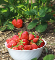 Eine Schüssel Erdbeeren in einem Erdbeerbeet