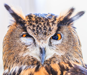Fototapeta premium Eagle owl or Eurasian eagle owl or Bubo bubo
