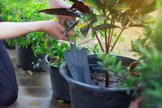 plant a tree and loosen the soil