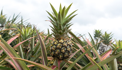 Pineapple tropical fruit growing in garden. pineapple on pineapple field.Farm agriculture concept.