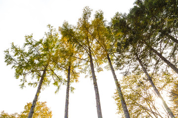Fototapeta premium Colourful of autumn tree branch