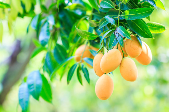 Mayongchid or Maprang or Marian Plum or Plum Mango