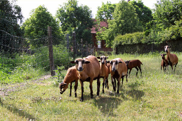 Kamerunschafe auf einer Weide