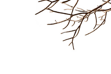 bare tree branches with isolated white background. beautiful natural withered leafless twig woody plant shape. 