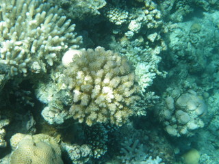 barriera corallina © paolo