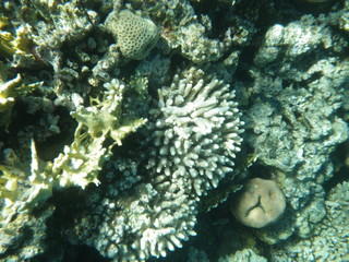barriera corallina © paolo