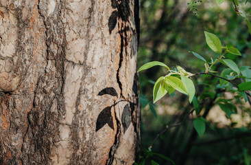 The new leaves on a tree