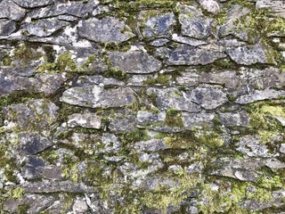 rough texture of rock cover partly with moss and fern