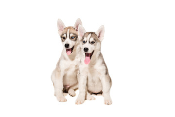 Naklejka na ściany i meble Two puppies breed the Huskies isolated on white background