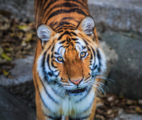Tiger in the relax time