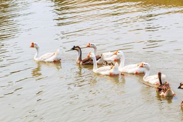 Swimming geese in the ยool