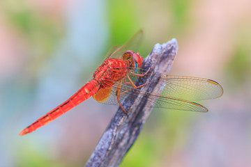 Dragonfly