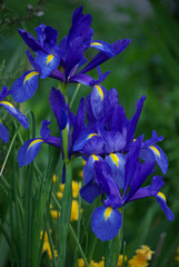 Iris bleu et jaune au printemps au jardin