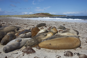 Fototapeta premium Group of Southern Elephant Seals (Mirounga leonina) sleeping on a sandy beach on Sealion Island in the Falkland Islands.