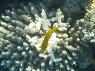 vita sommersa in  mar rosso © paolo