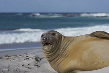 Southern Elephant Seal (Mirounga leonina) on a sandy beach on Sealion Island in the Falkland Islands.