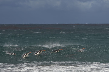 Group of Gentoo Penguins (Pygoscelis papua) swimming in the sea on the coast of Sealion Island in the Falkland Islands.