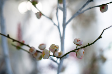 Spring cherry blossom on the white background