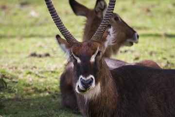 Obraz premium Waterbuck