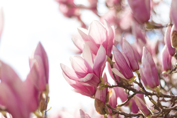 Obraz na płótnie Canvas Rosa Magnolienblüten im Frühling, Sonnenstrahlen